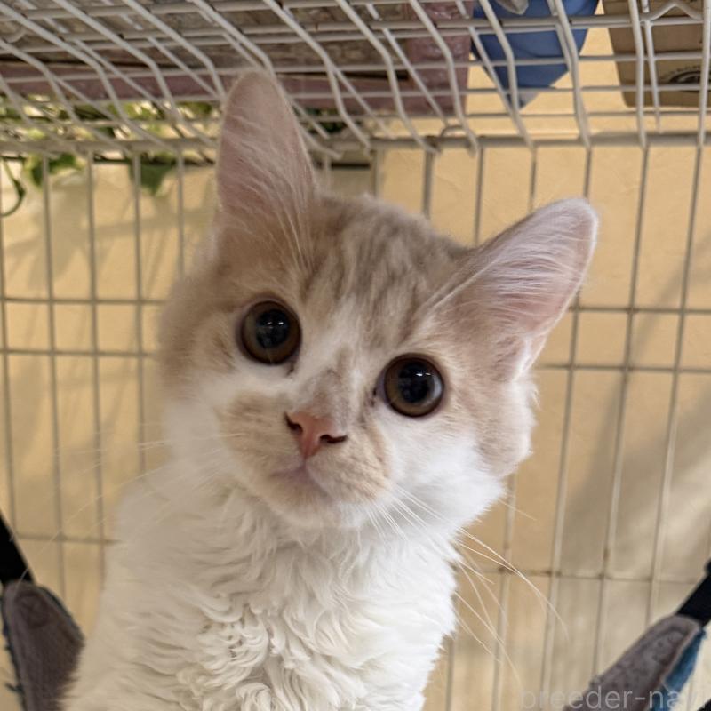 販売中の埼玉県のスコティッシュフォールド-124878