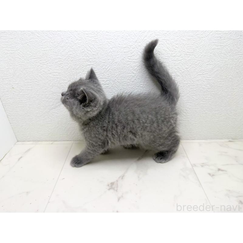 販売中の千葉県のブリティッシュショートヘア-133632の5枚目