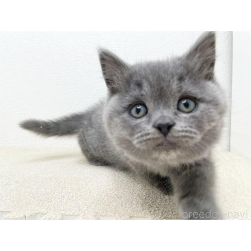 販売中の千葉県のブリティッシュショートヘア-133632の4枚目