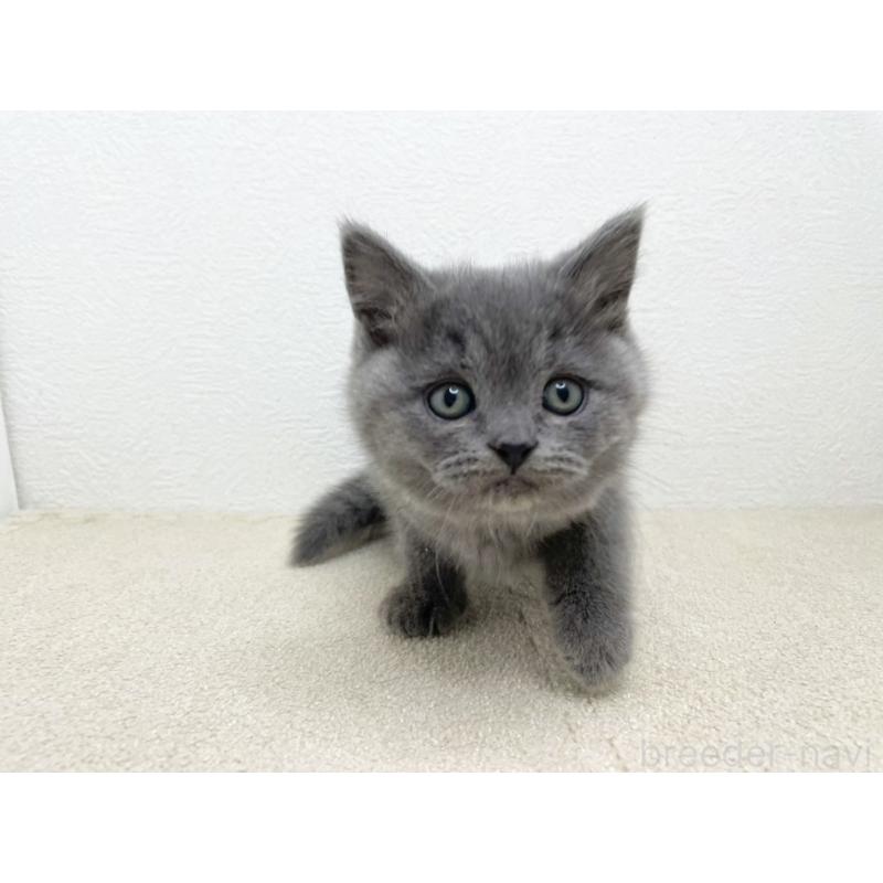 販売中の千葉県のブリティッシュショートヘア-133632の3枚目