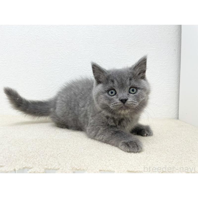 販売中の千葉県のブリティッシュショートヘア-133632の2枚目