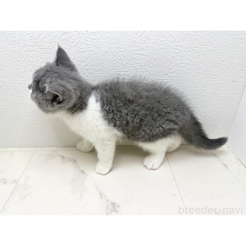 販売中の千葉県のブリティッシュショートヘア-133633の5枚目