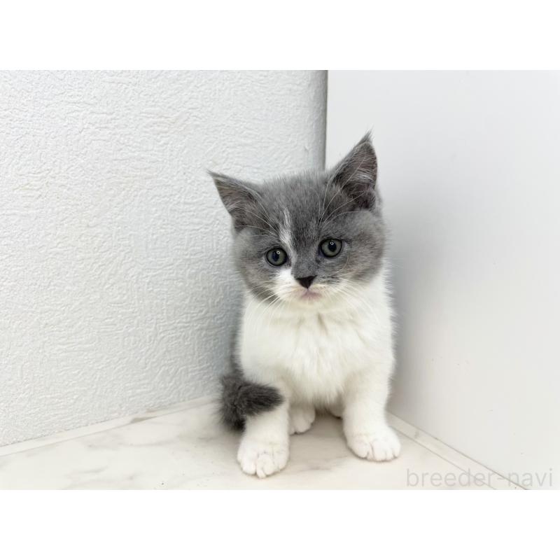 販売中の千葉県のブリティッシュショートヘア-133633の4枚目