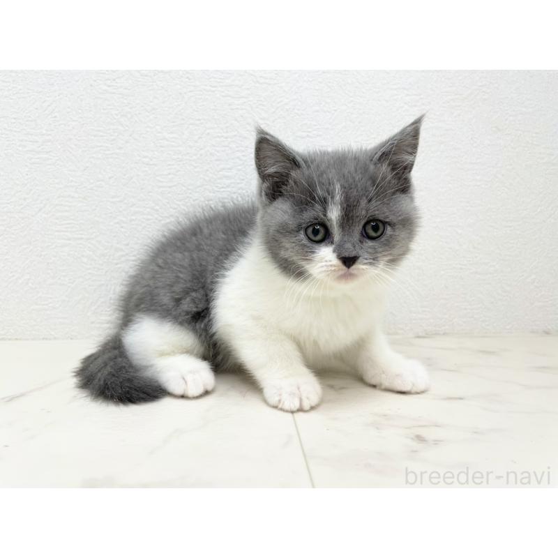 販売中の千葉県のブリティッシュショートヘア-133633の3枚目