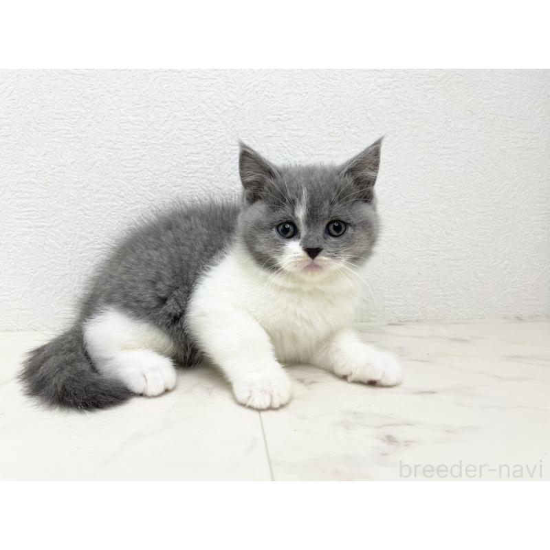 販売中の千葉県のブリティッシュショートヘア-133633の2枚目