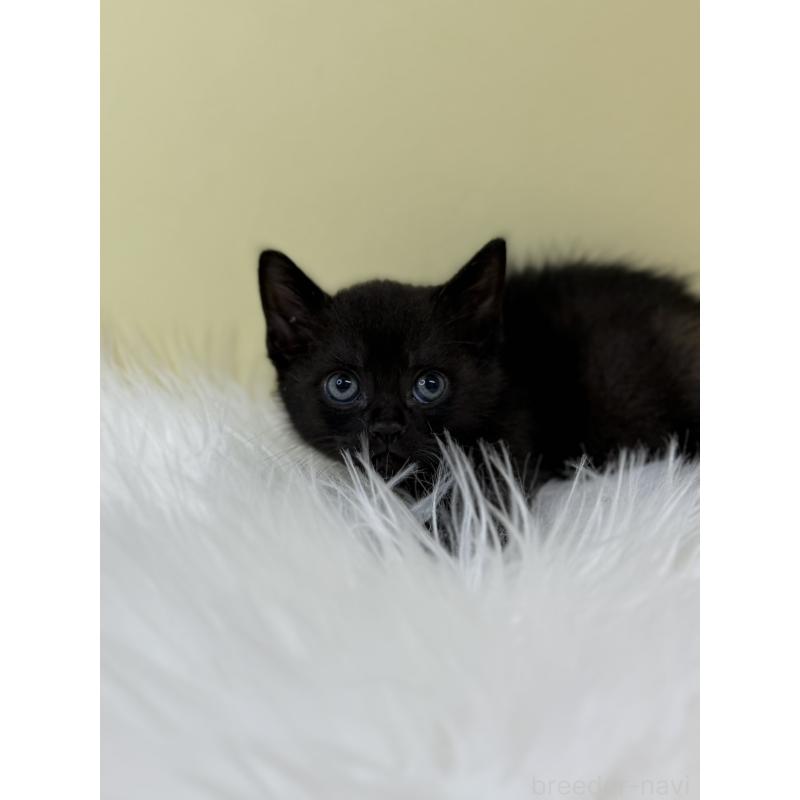 販売中の埼玉県のボンベイ-133475の4枚目