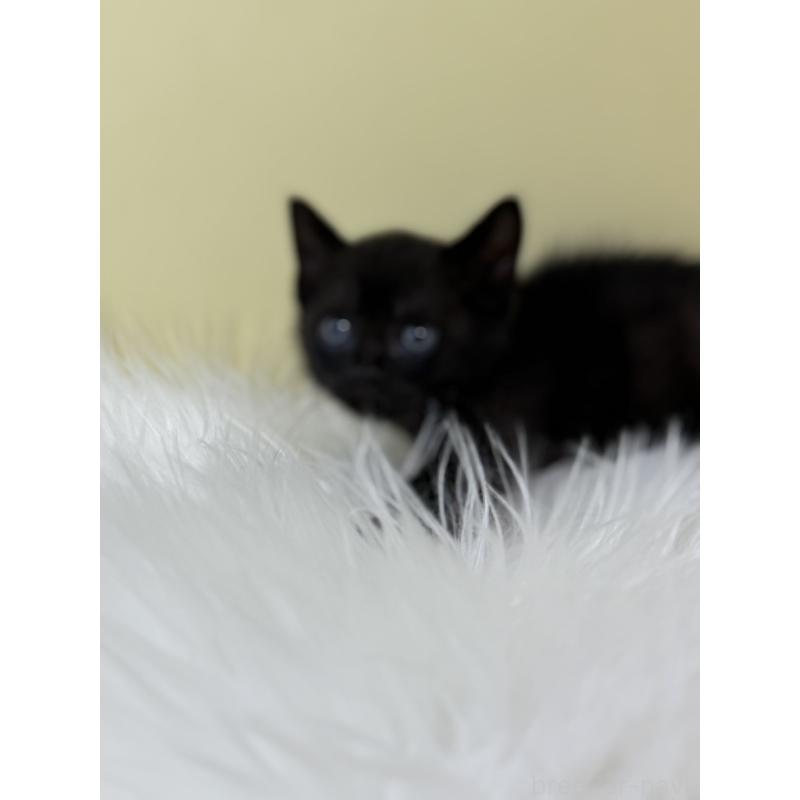 販売中の埼玉県のボンベイ-133475の3枚目