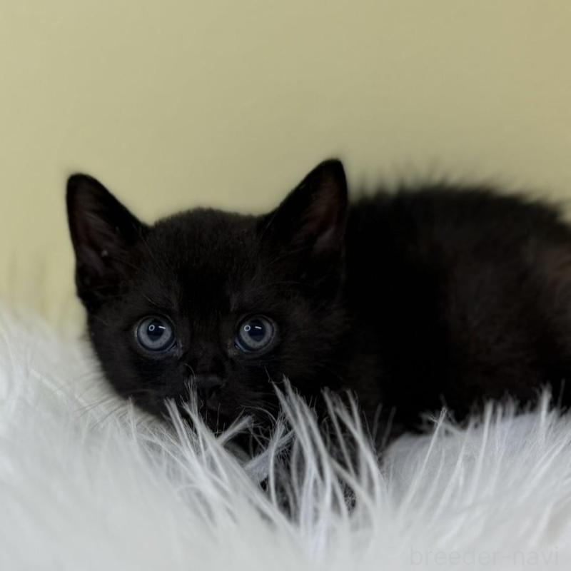 販売中の埼玉県のボンベイ-133475の1枚目