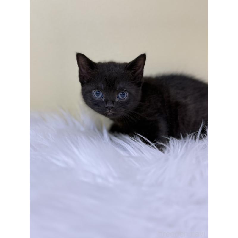 販売中の埼玉県のボンベイ-133476の4枚目