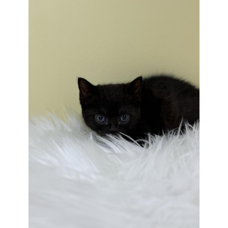 販売中の埼玉県のボンベイ-133476の3枚目