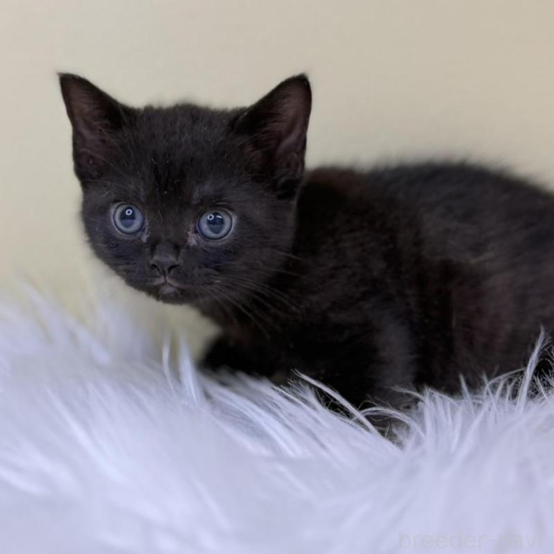 販売中の埼玉県のボンベイ-133476の1枚目