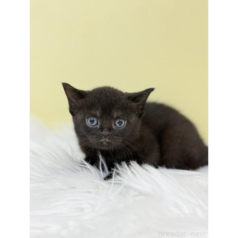 販売中の埼玉県のボンベイ-133477の4枚目