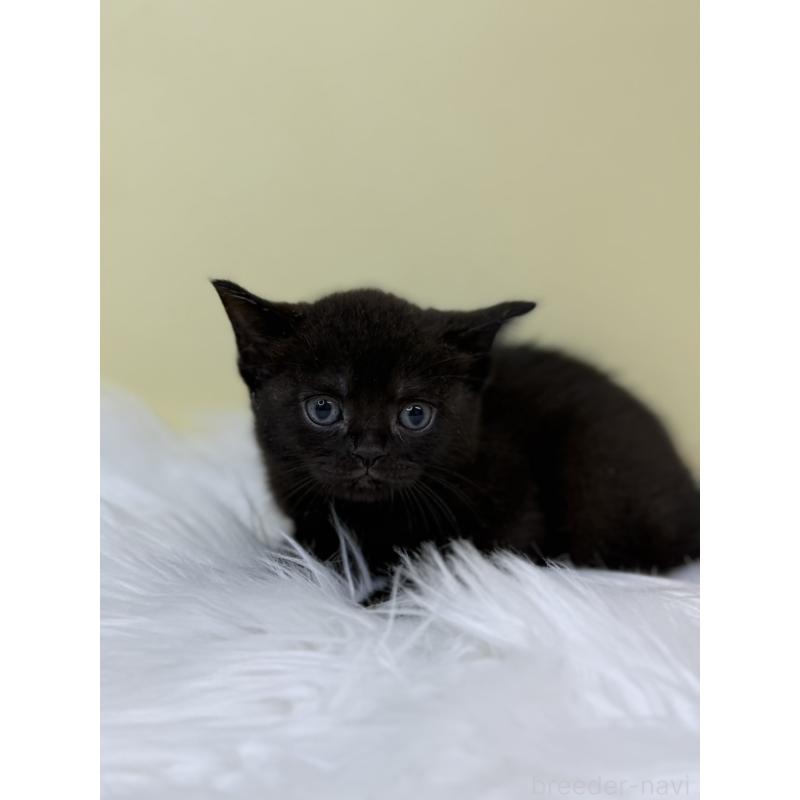 販売中の埼玉県のボンベイ-133477の3枚目