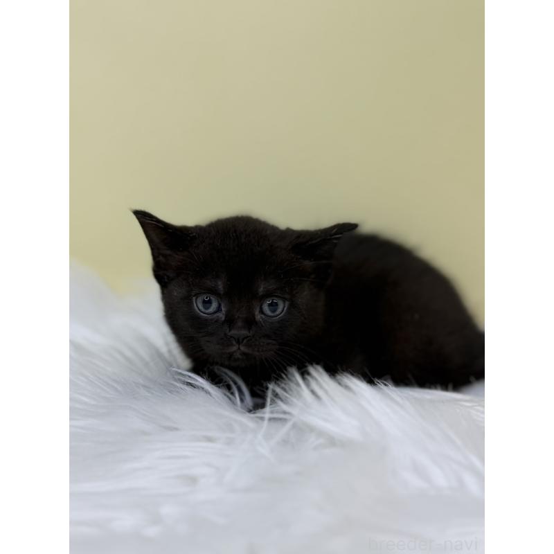 販売中の埼玉県のボンベイ-133477の2枚目