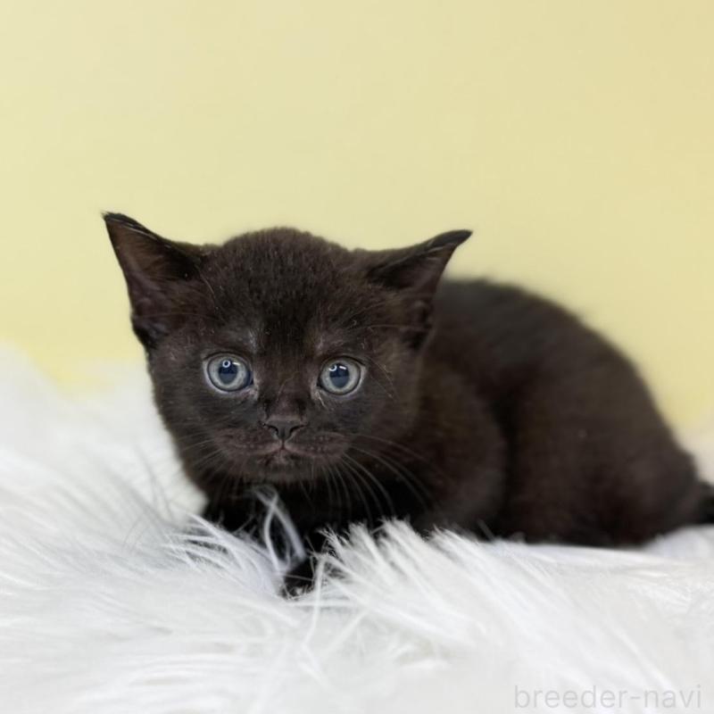 販売中の埼玉県のボンベイ-133477の1枚目