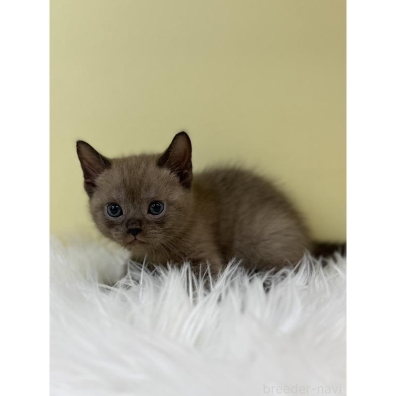 販売中の埼玉県のボンベイ-133478の4枚目