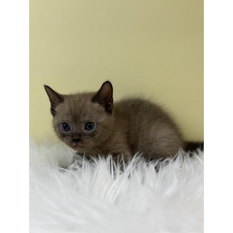 販売中の埼玉県のボンベイ-133478の3枚目