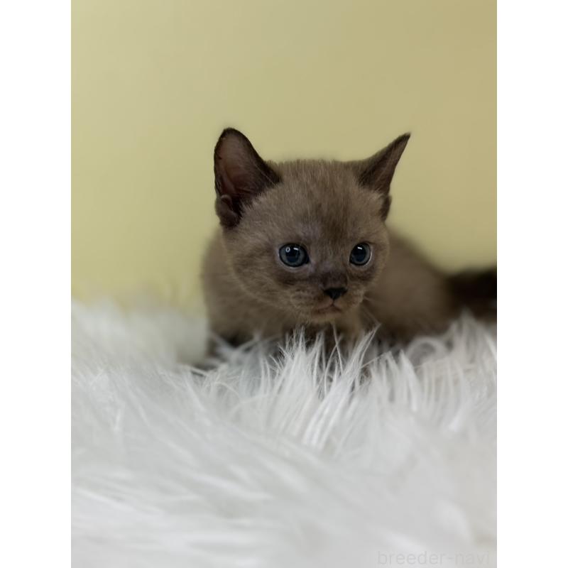 販売中の埼玉県のボンベイ-133478の2枚目