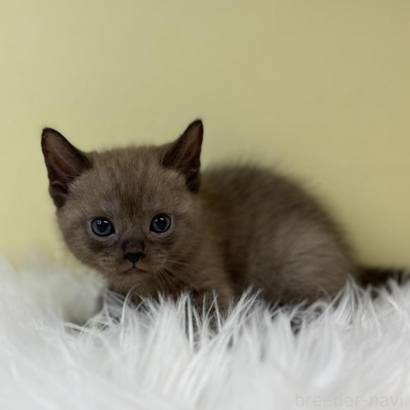 販売中の埼玉県のボンベイ-133478の1枚目