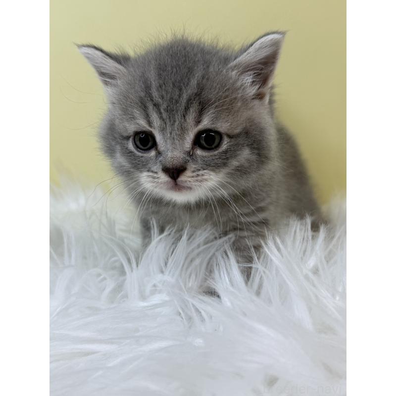 販売中の埼玉県のマンチカン-133479の4枚目