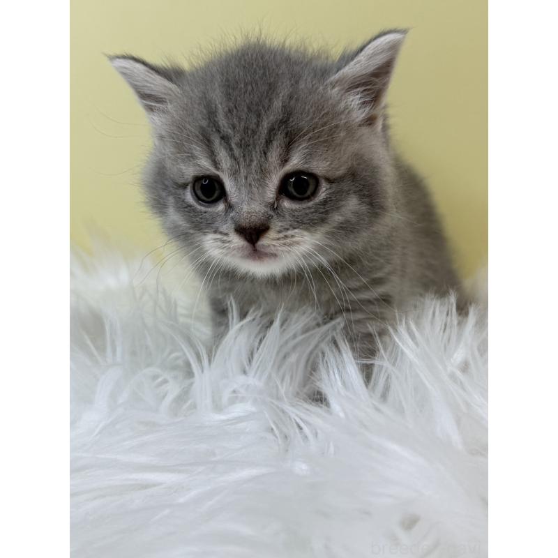 販売中の埼玉県のマンチカン-133479の3枚目