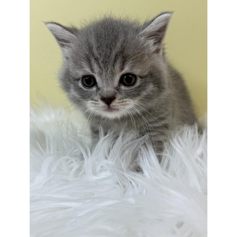 販売中の埼玉県のマンチカン-133479の2枚目