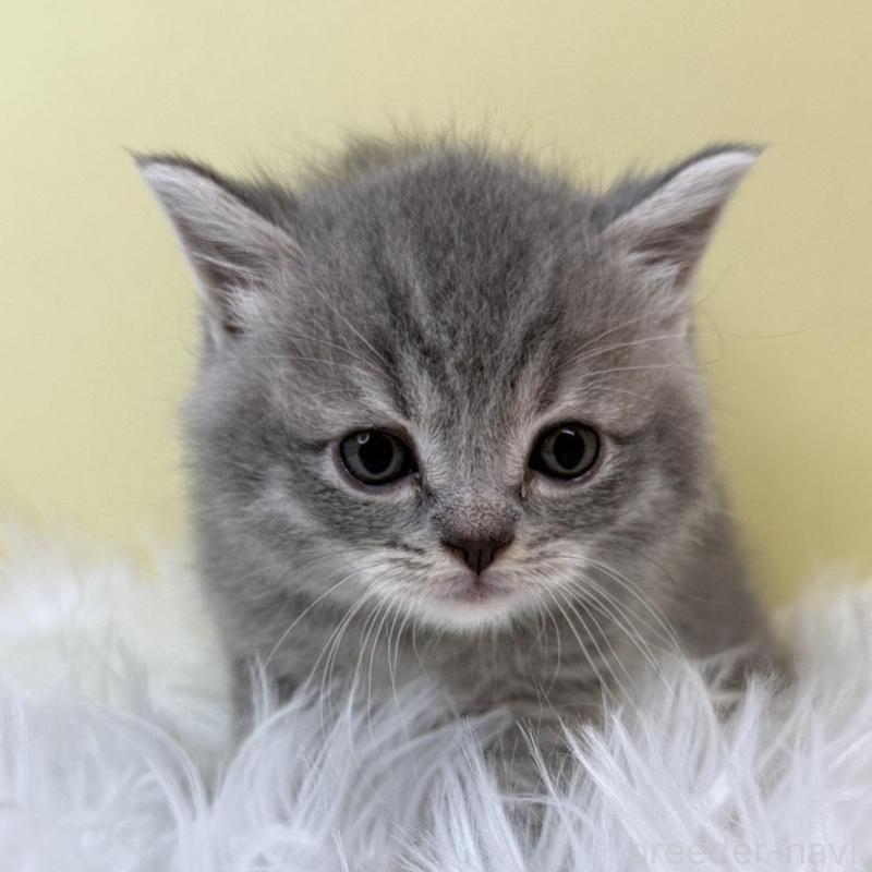 販売中の埼玉県のマンチカン-133479の1枚目