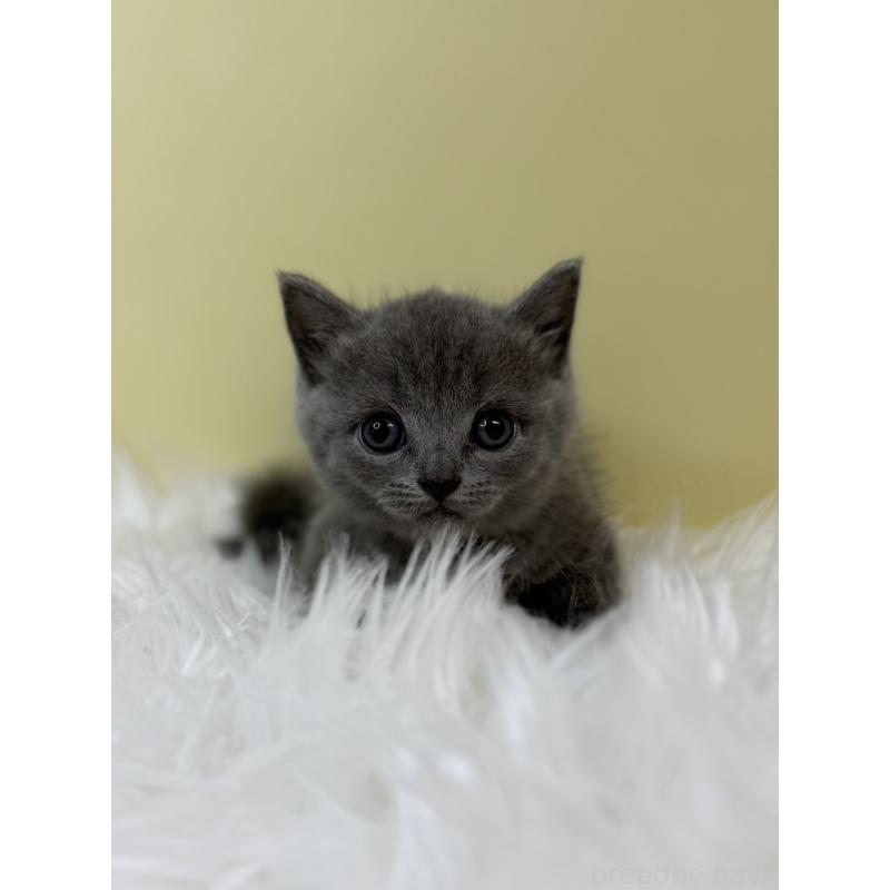 販売中の埼玉県のマンチカン(短足)-133480の4枚目