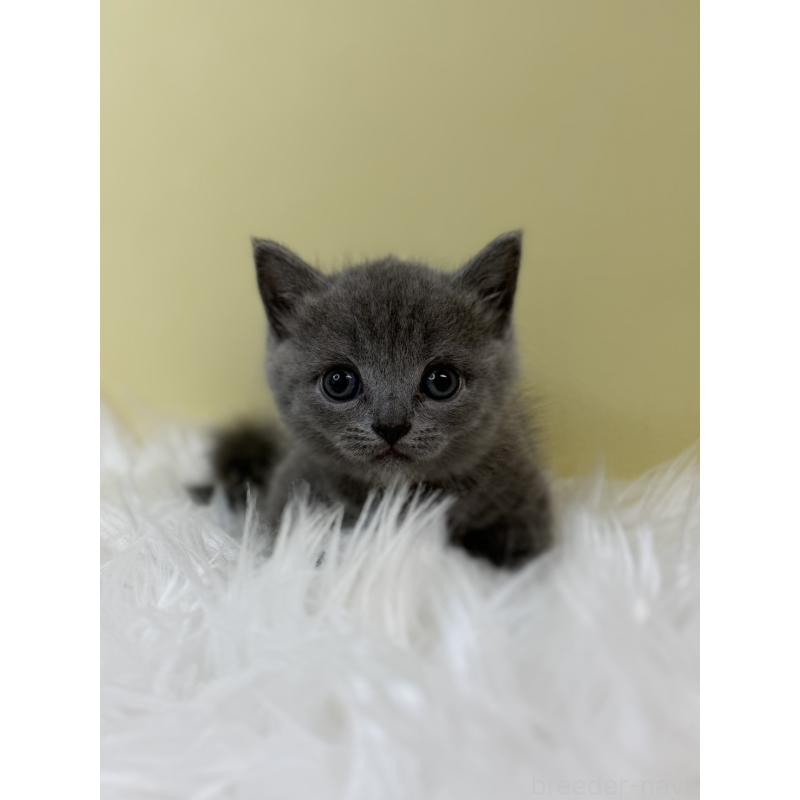 販売中の埼玉県のマンチカン(短足)-133480の3枚目