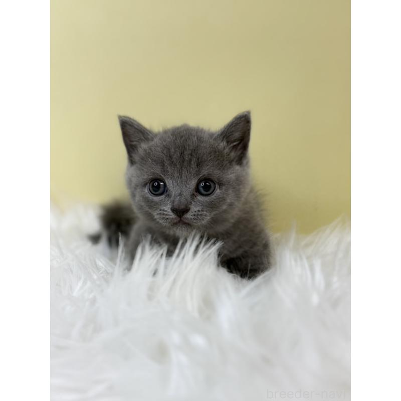 販売中の埼玉県のマンチカン(短足)-133480の2枚目