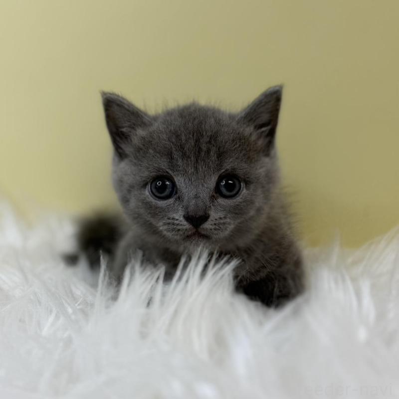 販売中の埼玉県のマンチカン(短足)-133480の1枚目