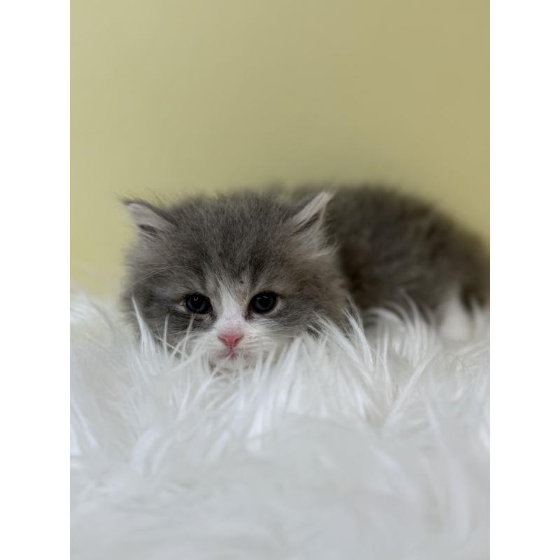 販売中の埼玉県のマンチカン-133486の4枚目