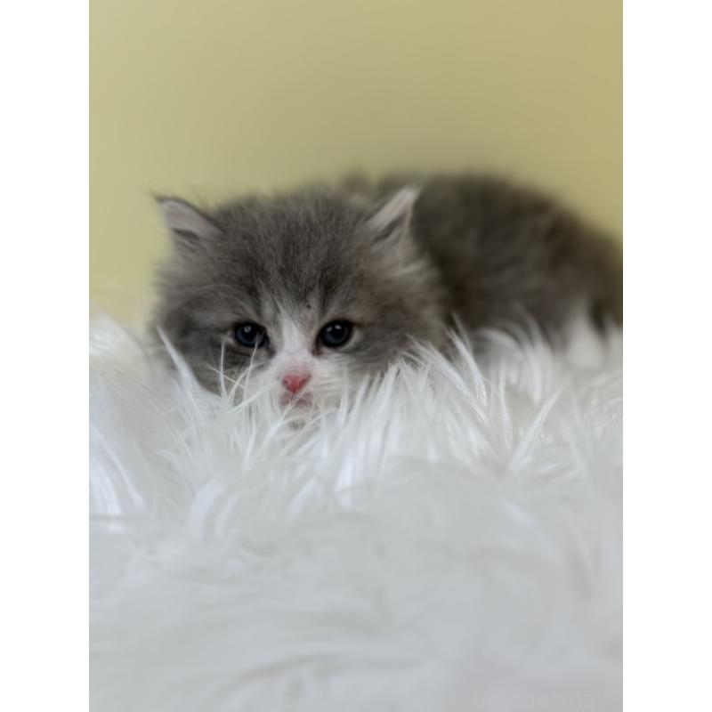 販売中の埼玉県のマンチカン-133486の3枚目