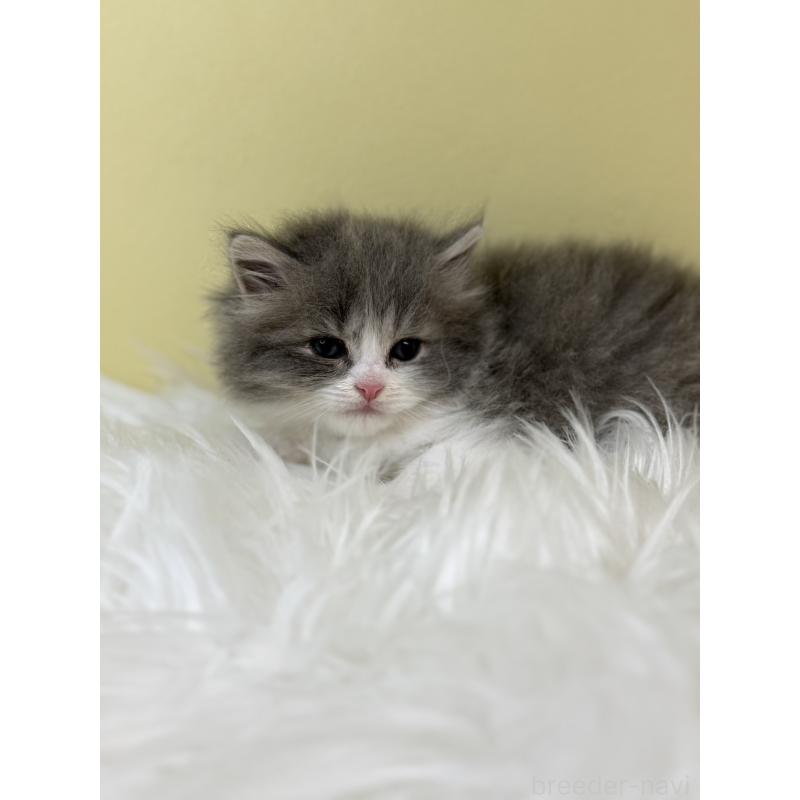 販売中の埼玉県のマンチカン-133486の2枚目