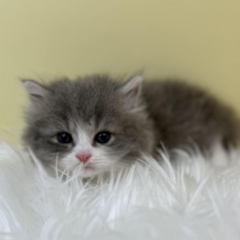 販売中の埼玉県のマンチカン-133486の1枚目