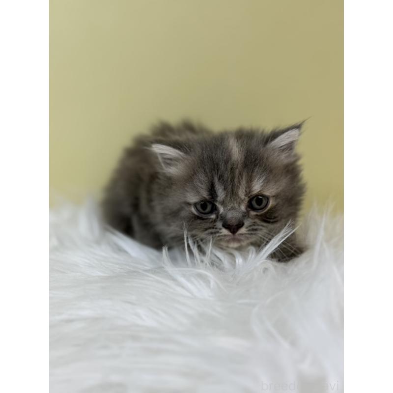 販売中の埼玉県のマンチカン(短足)-133487の4枚目