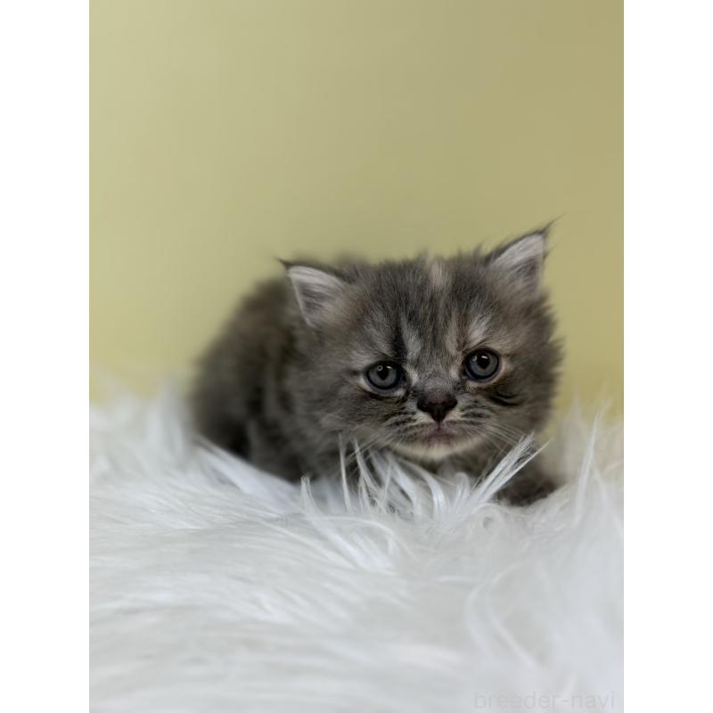 販売中の埼玉県のマンチカン(短足)-133487の3枚目