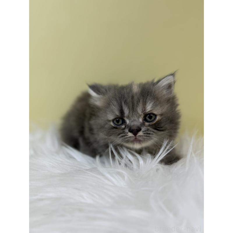 販売中の埼玉県のマンチカン(短足)-133487の2枚目