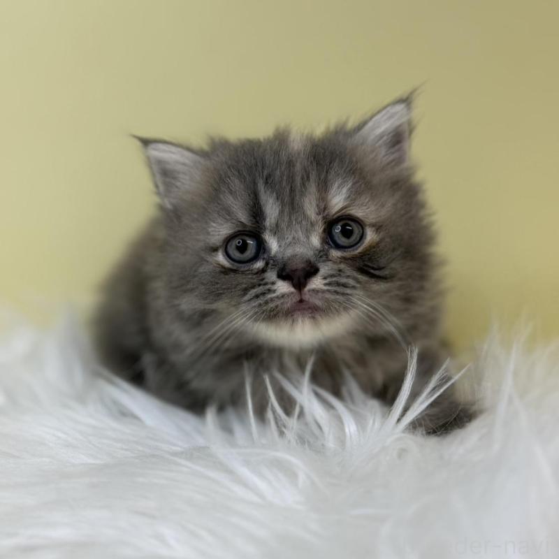 販売中の埼玉県のマンチカン(短足)-133487の1枚目