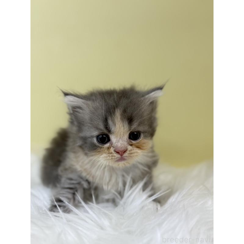 販売中の埼玉県のマンチカン(短足)-133488の4枚目