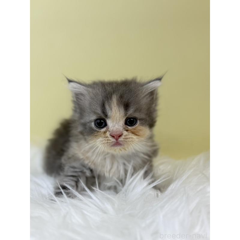 販売中の埼玉県のマンチカン(短足)-133488の3枚目