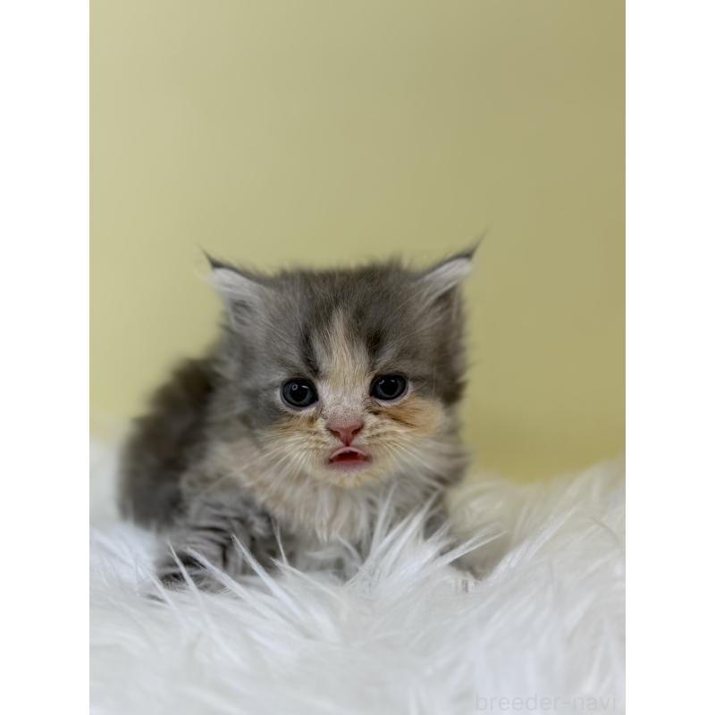 販売中の埼玉県のマンチカン(短足)-133488の2枚目