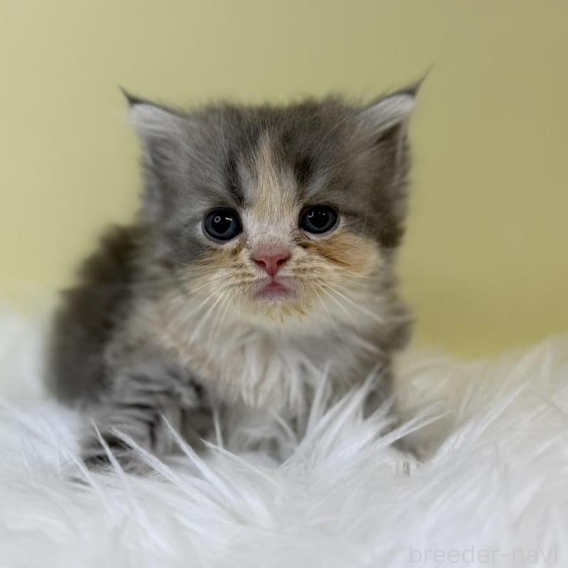 販売中の埼玉県のマンチカン(短足)-133488の1枚目