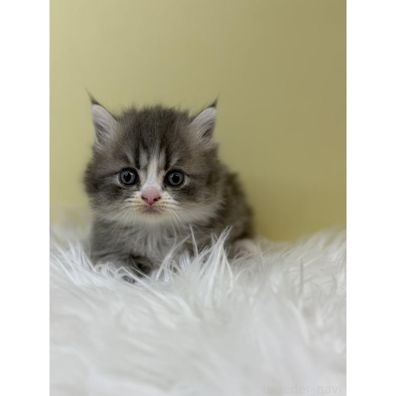 販売中の埼玉県のマンチカン(短足)-133489の4枚目