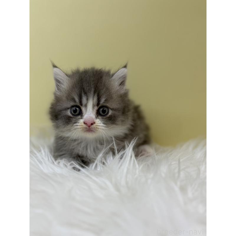 販売中の埼玉県のマンチカン(短足)-133489の3枚目