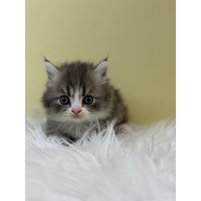 販売中の埼玉県のマンチカン(短足)-133489の2枚目