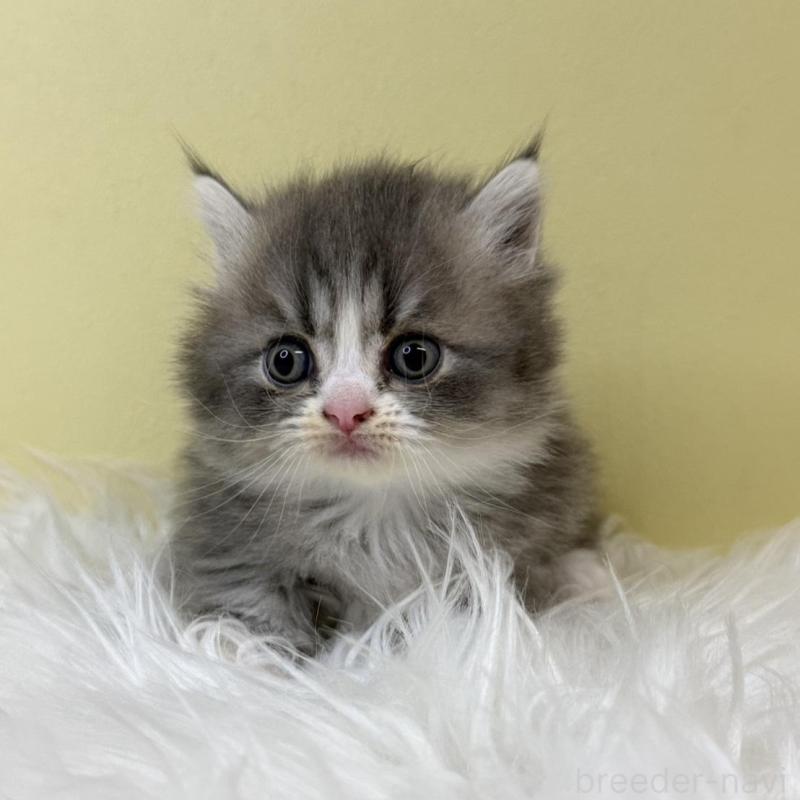 販売中の埼玉県のマンチカン(短足)-133489の1枚目