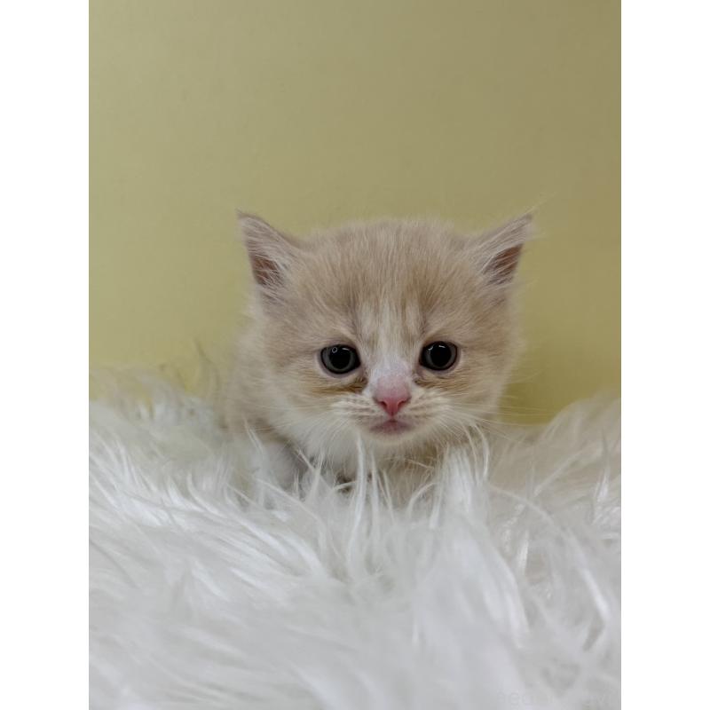 販売中の埼玉県のマンチカン-133490の4枚目