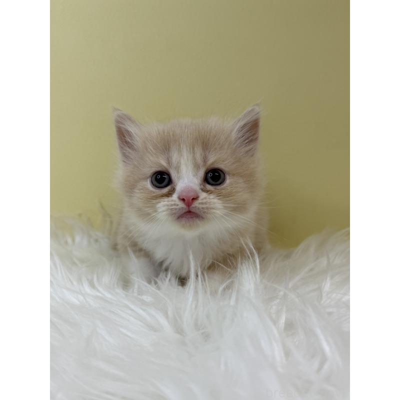 販売中の埼玉県のマンチカン-133490の3枚目