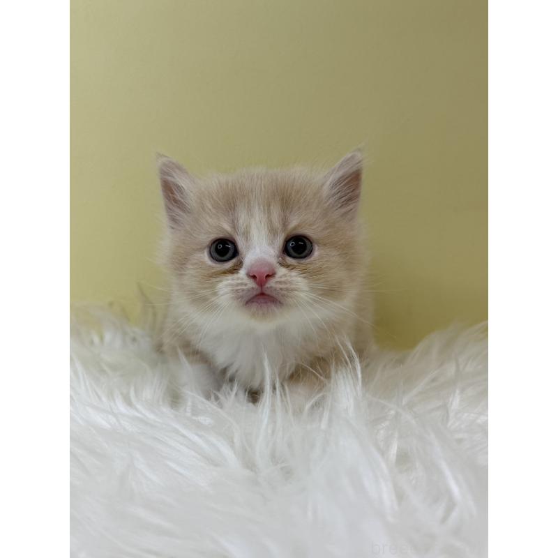 販売中の埼玉県のマンチカン-133490の2枚目